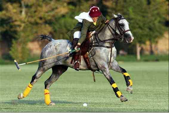 Polo equipment